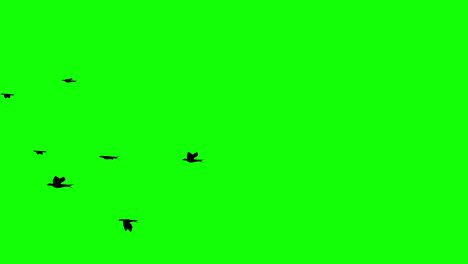 Schwarm-Schwarzer-Krähenvögel,-Die-Auf-Grünem-Bildschirm-Mit-Alphakanal-In-Den-Himmel-Fliegen.